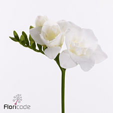 Фрезия махровая стельвио