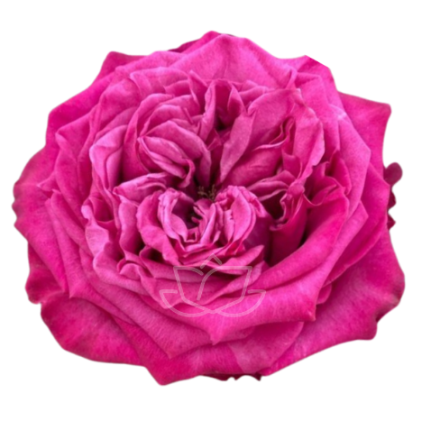 Роза однг дарк краун в Новосибирске