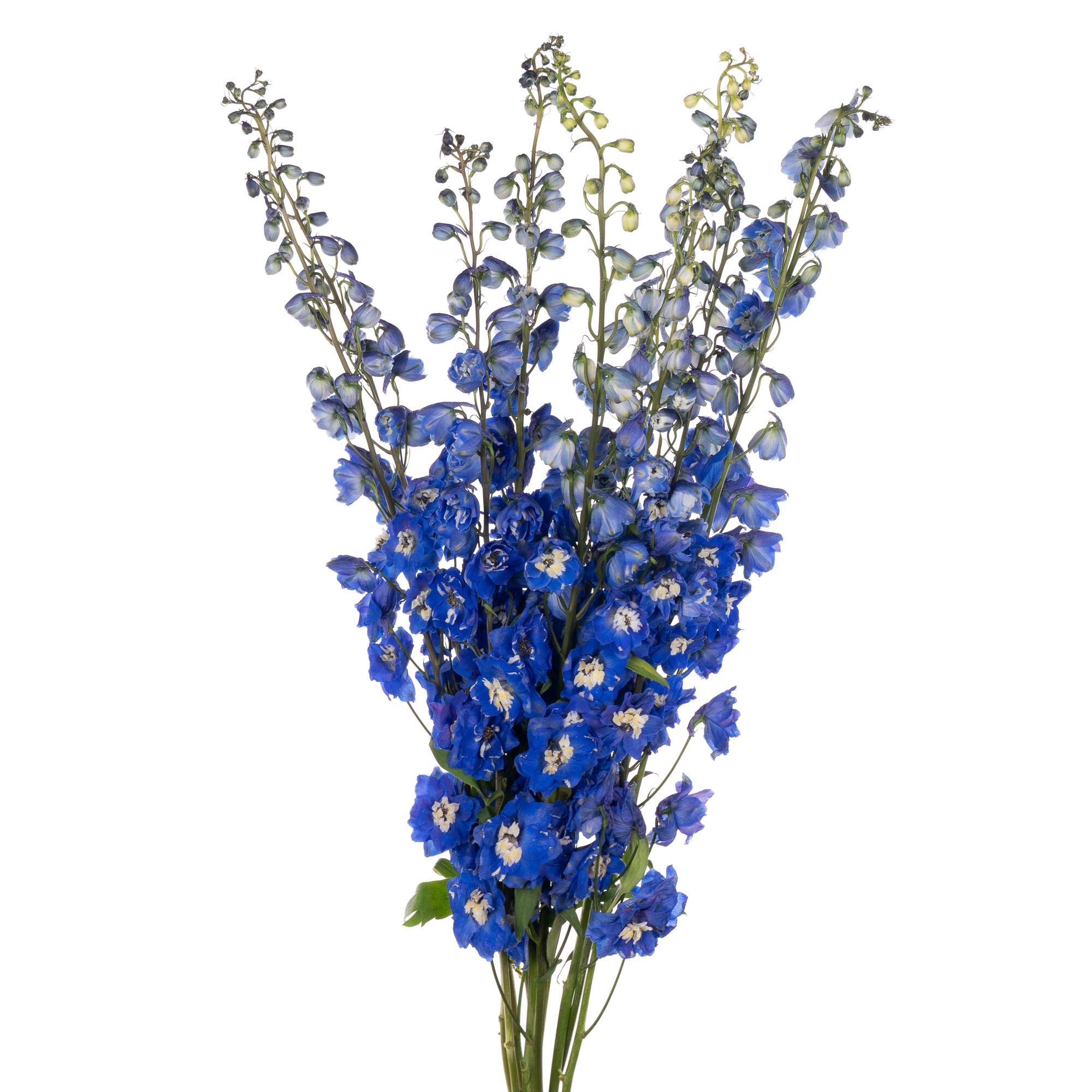 Delphinium elatum magic fountains giant blue bird | Wholesale flowers, plants and supplies Delphinium elatum magic fountains giant blue bird
