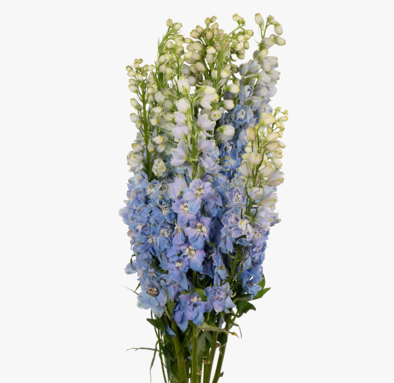 Delphinium elatum magic fountains giant blue bird | Wholesale flowers, plants and supplies Delphinium elatum magic fountains giant blue bird
