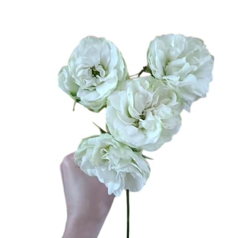 Rose spray princess shiro