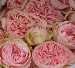 Роза куст сандрингем