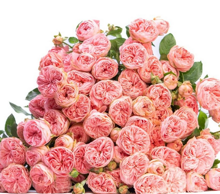 Rose spray sandringham