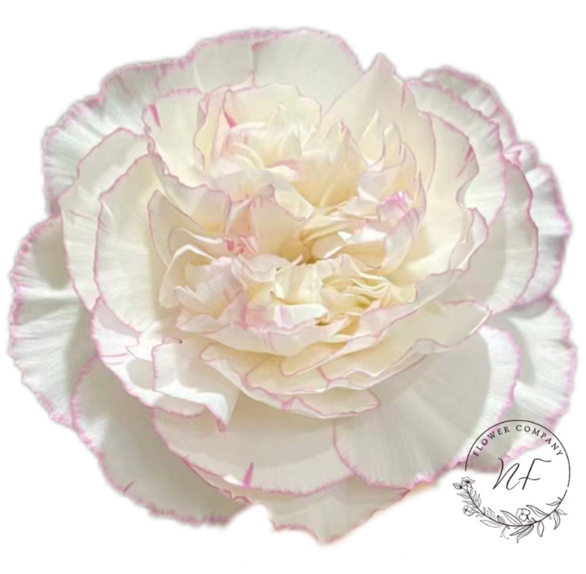 Carnation little angel