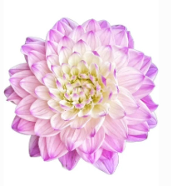 Георгина глобал лоджистик проперти