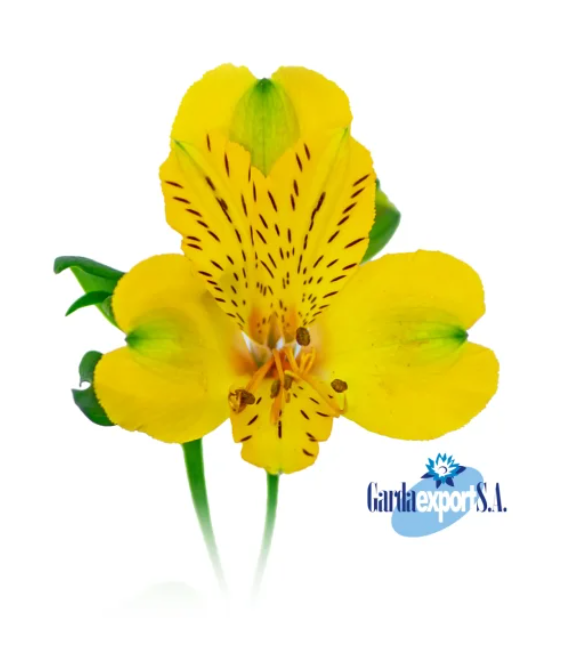 Альстромерия флорида