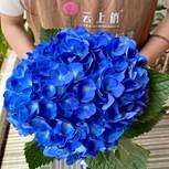 Гидрангия блю лейк