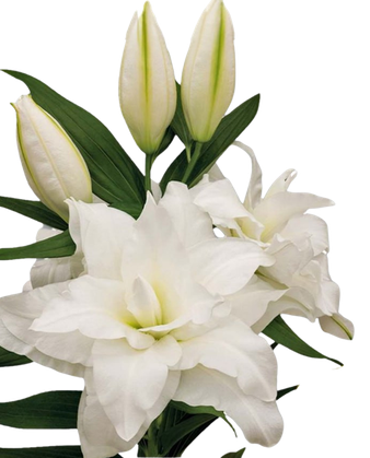 Lilium oriental double dutch pearl