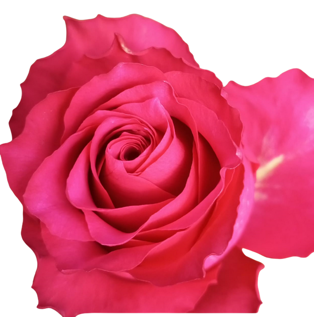 Rose paloma royal