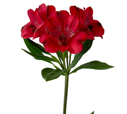 Альстромерия галерас