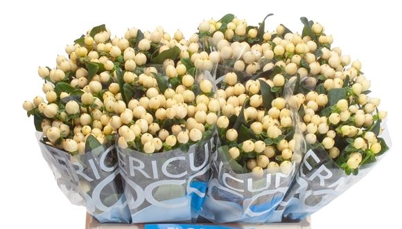 Гиперикум коко беллимо