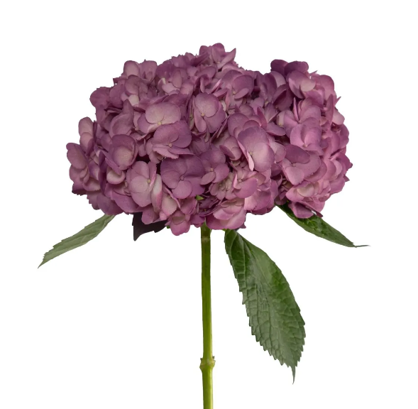 Hydrangea tinted premium peona