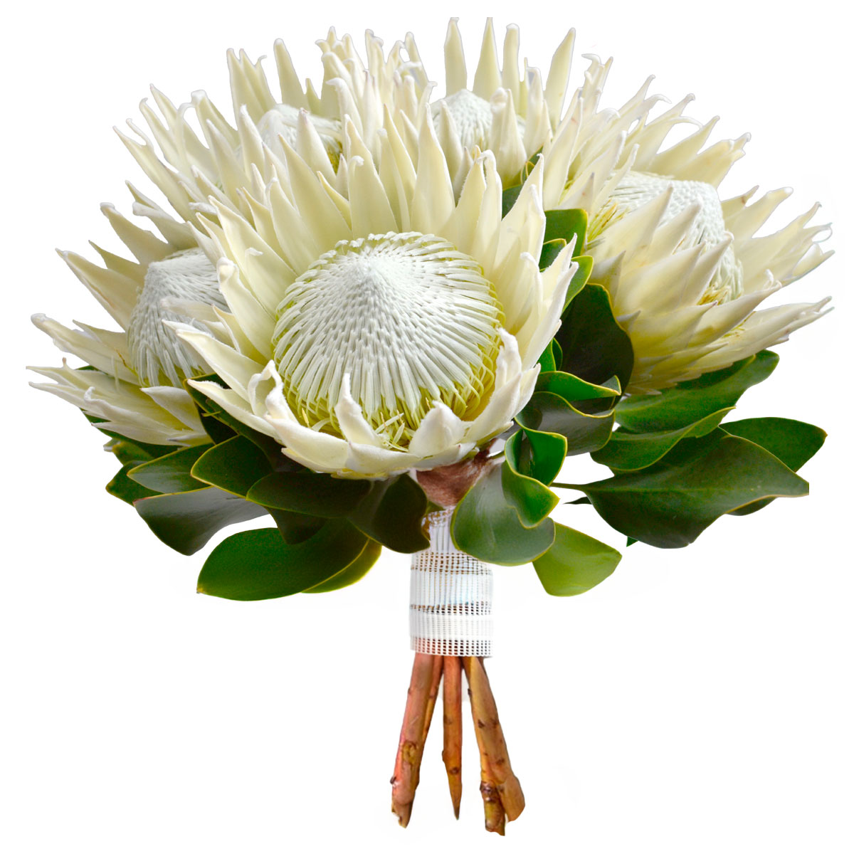 Протея регина