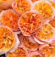 Роза однг джус экспрешн