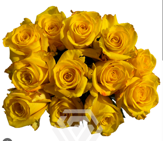 Rose yellow summer