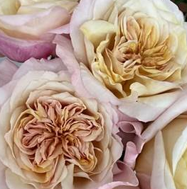 Роза однг мияби браун в Новосибирске