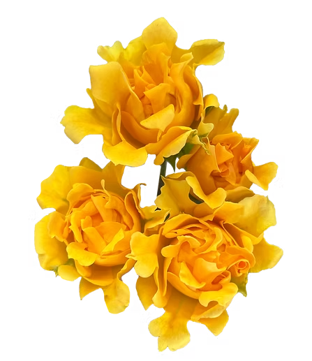 Роза куст парадиз