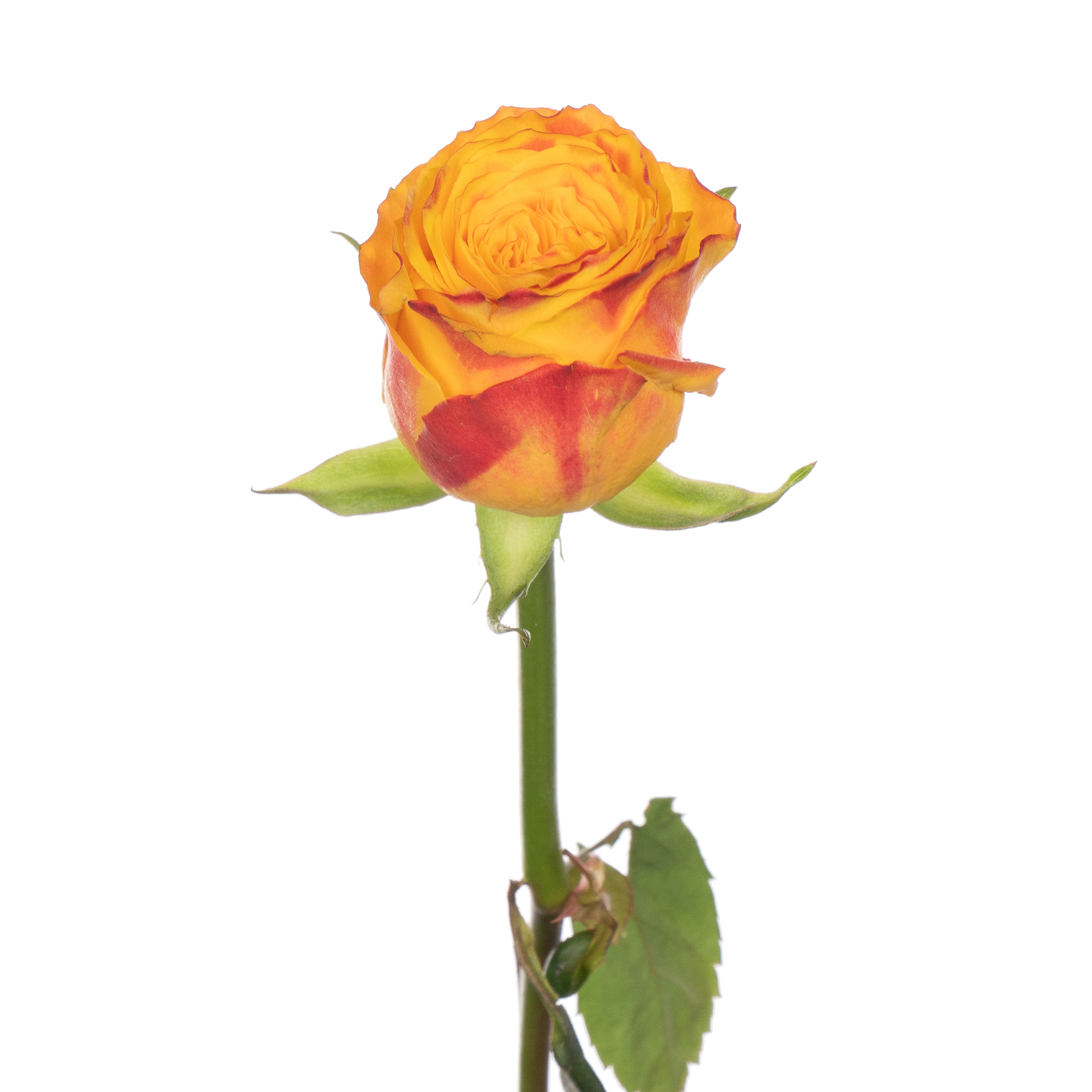 Rose candelight orange