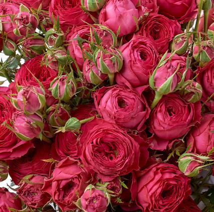 Роза тр хармониа серайс