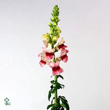 Леувенбек потомак пламблоссом