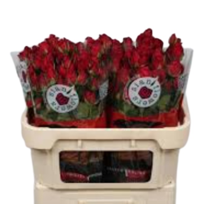 Роза куст ин лав в Москве