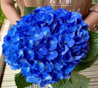 Гидрангия блю лейк оф констанс