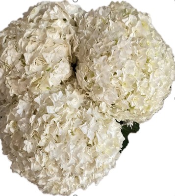 Гидрангия белая махровая