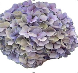Гидрангия порселейн блю l