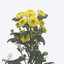 Chrysanthemum santini maverick yellow