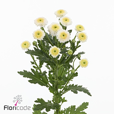 Chrysanthemum santini paletti | Wholesale flowers, plants and supplies Chrysanthemum santini paletti