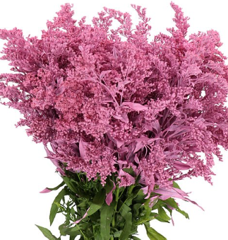 Солидаго голден глори краш. темно-розовый