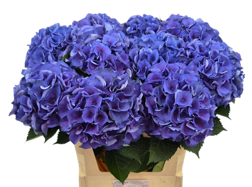 Hydrangea royal crown