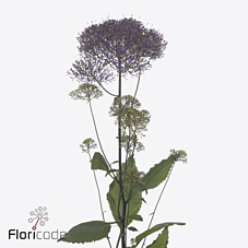 Trachelium corine purple
