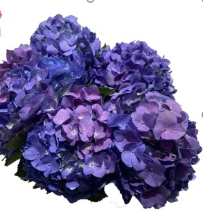 Гидрангия сине-пурпурная лейк оф констанс