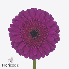 Gerbera mini rhapsody | Wholesale flowers, plants and supplies Gerbera mini rhapsody