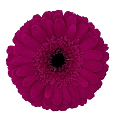 Gerbera Mini rhapsody