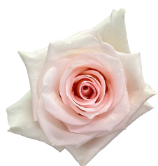 Rose atlas
