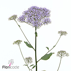 Trachelium corine blue