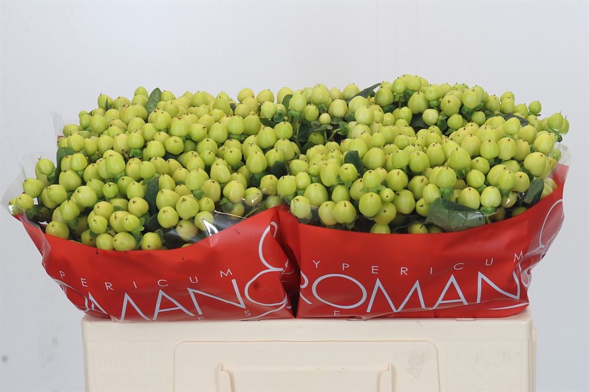 Гиперикум смайли романс