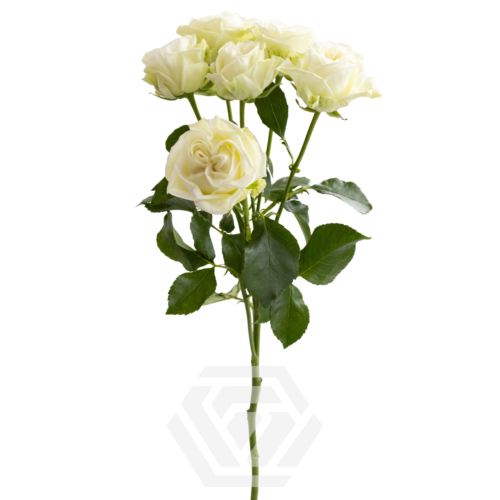 Rose spray white flow