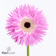 Гербера ститч в Москве