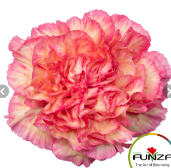 Гвоздика шприц арансио в Санкт-Петербурге