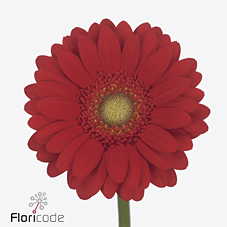 Гербера мини карри в Москве