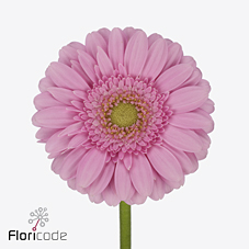 Gerbera mini kirstey | Wholesale flowers, plants and supplies Gerbera mini kirstey
