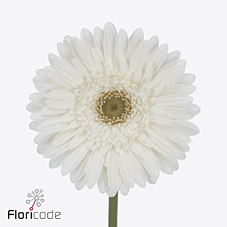 Гербера скайденс