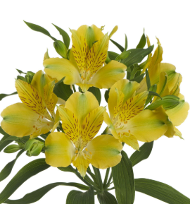 Альстромерия лаймлайт