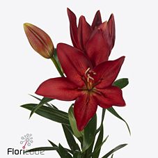 Lilium la modena