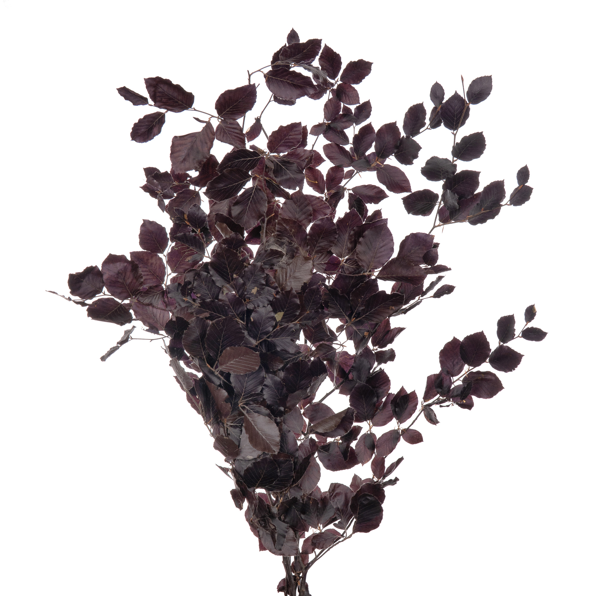 Листья Бук стабилизированный милка в Москве