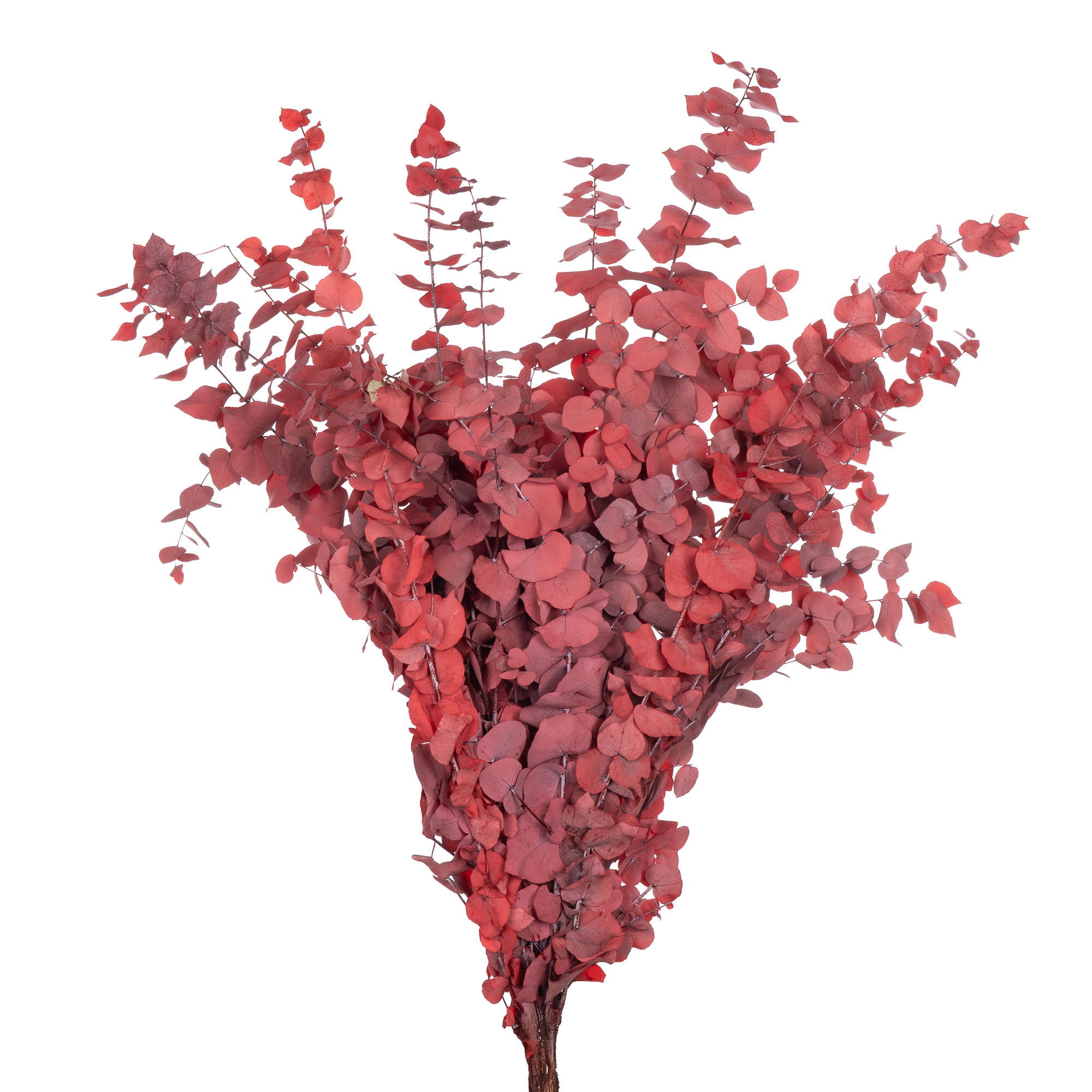 Листья Эвкалипт стабилизированный стуартиана лонг красный в Москве