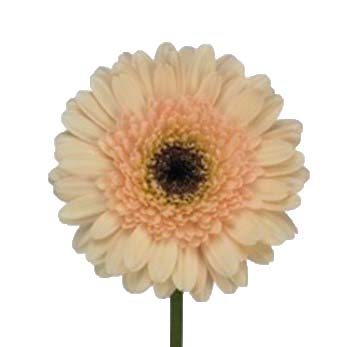 Гербера мини амели